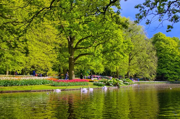 Sjön med vackra vita svanar i Keukenhof parken, Lisse, Nederländerna — Stockfoto