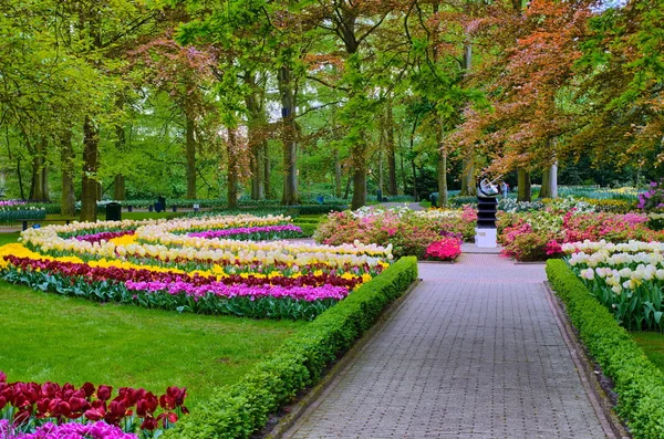 Аллея среди разноцветных тюльпанов, Кекенский парк, Лиссе в Голландии — стоковое фото