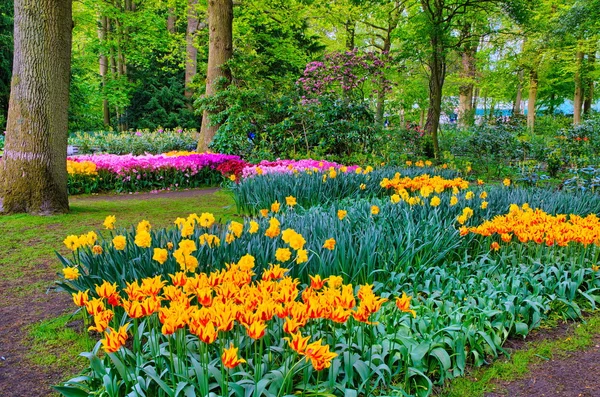 Bunte orange tulpen, keukenhof park, lisse in holland — Stockfoto