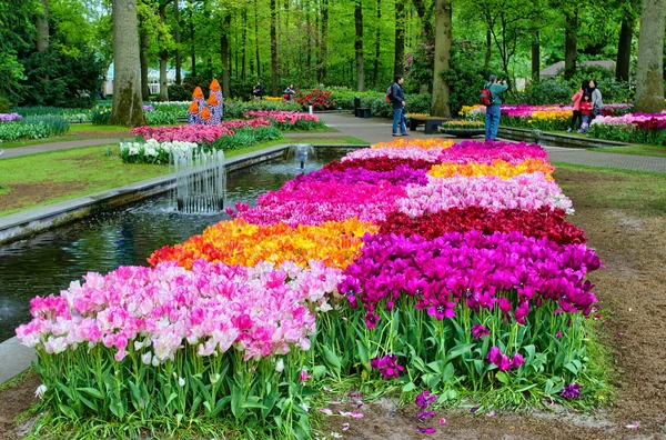 Colorful tulips, Keukenhof Park, Lisse in Holland — Stock Photo, Image