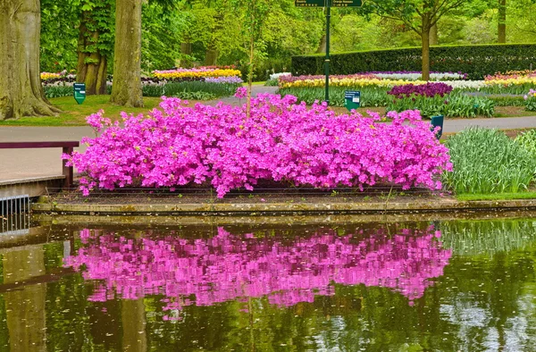 Fiori di azalea rosa vicino allo stagno, Keukenhof Park, Lisse in Olanda — Foto Stock