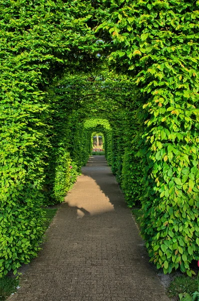 Struiken groene alley, Park Keukenhof, Lisse in Nederland — Stockfoto