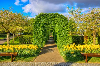 Çalılar ile Sarı laleler, Keukenhof Park, sokak Lisse Hollanda'da yeşil