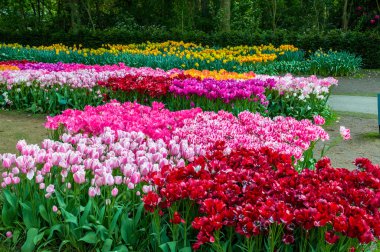 Renkli lale, Keukenhof Park, Hollanda'da Lisse
