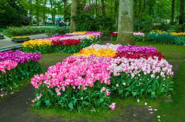 Renkli lale, Keukenhof Park, Hollanda'da Lisse