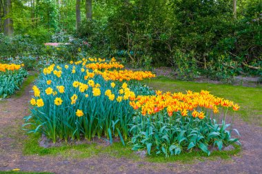 Renkli Turuncu Sarı laleler, Keukenhof Park, Hollanda'da Lisse