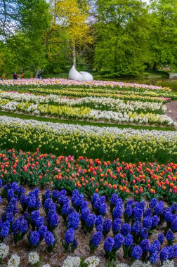 Anıt Lisse Hollanda'da renkli nergis ve laleler, Keukenhof Park, damla