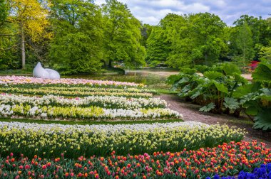 Anıt Lisse Hollanda'da renkli nergis ve laleler, Keukenhof Park, damla