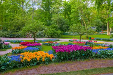 Renkli lale, Keukenhof Park, Hollanda'da Lisse