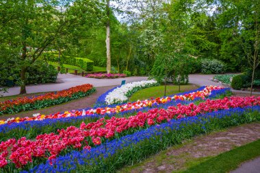 Renkli çiçek yollar, Keukenhof Park, Hollanda'da Lisse