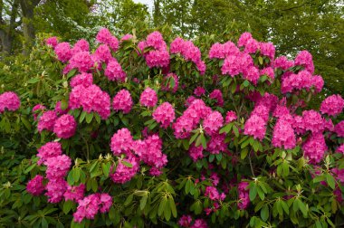 pembe ormangülü çiçek açan