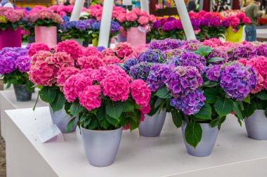 Pembe ve mor Hydrangea HORTENSIA çiçek tencere, Keukenhof Park, Lisse, Hollanda