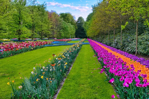 Laranja colorida e tulipas roxas, Keukenhof Park, Lisse na Holanda — Fotografia de Stock
