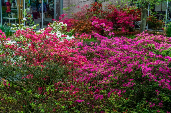 Bush con flores de azalea rosa, Keukenhof Park, Lisse en Holanda —  Fotos de Stock