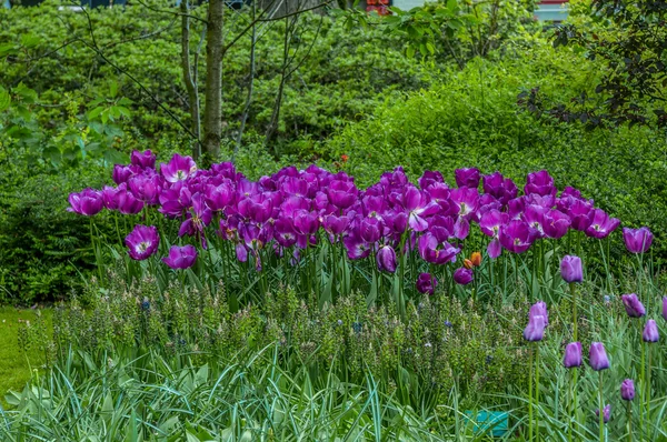 Tulipas violeta roxas coloridas, Keukenhof Park, Lisse na Holanda — Fotografia de Stock