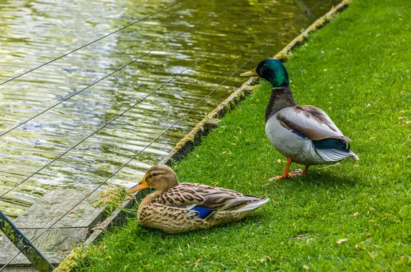 Dvě divoké kachny sedí u vody na zelené trávě — Stock fotografie