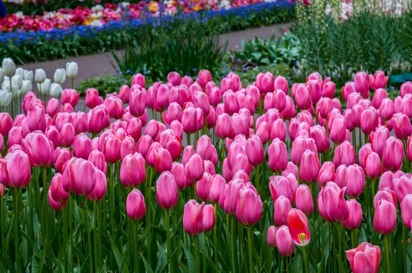 Tulipas cor-de-rosa coloridas, Keukenhof Park, Lisse na Holanda — Fotografia de Stock