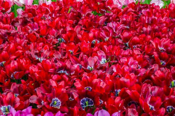 Färgglada Röda tulpaner, Keukenhof parken, Lisse i Holland — Stockfoto