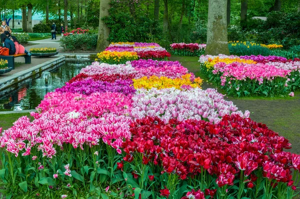 Kleurrijke tulpen, Park Keukenhof, Lisse in Nederland — Stockfoto
