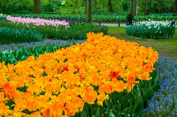 Kolorowe pomarańczowe tulipany żółte, parku Keukenhof, Lisse w Holandii — Zdjęcie stockowe