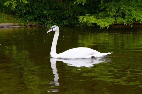 Cigno sull'acqua blu del lago nella giornata di sole — Foto Stock