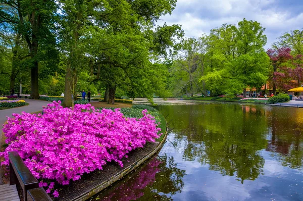 Krásné růžové azalea květiny poblíž Lisse jezero, Keukenhof Park, v Holandsku — Stock fotografie