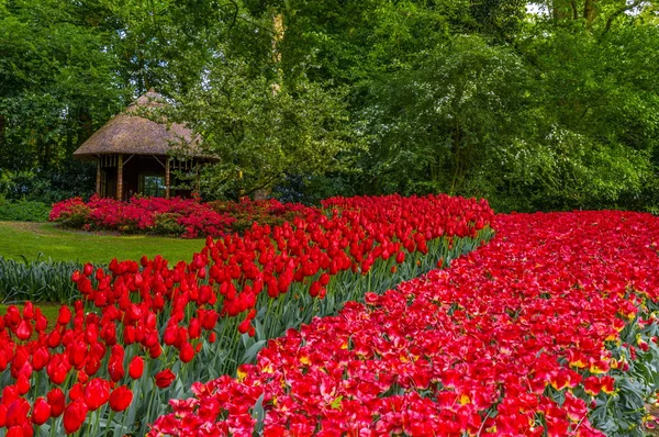 Tulipas vermelhas coloridas, Keukenhof Park, Lisse na Holanda — Fotografia de Stock