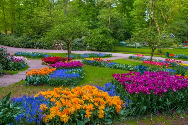 Красочные тюльпаны, Keukenhof Park, Лиссе в Голландии — стоковое фото