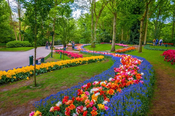 Caminhos de flores coloridas, Keukenhof Park, Lisse na Holanda — Fotografia de Stock