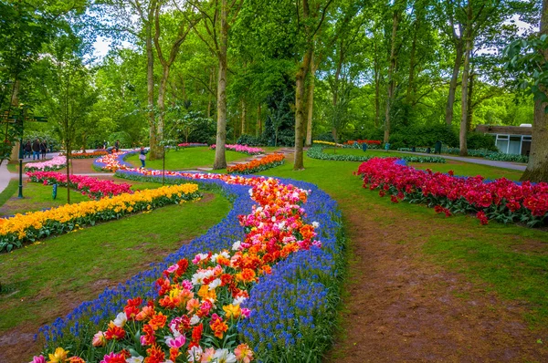 Caminhos de flores coloridas, Keukenhof Park, Lisse na Holanda — Fotografia de Stock