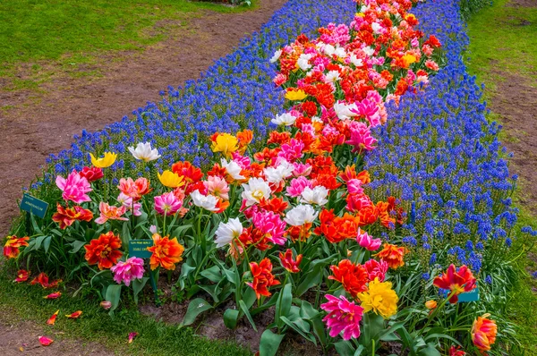 Caminhos de flores coloridas, Keukenhof Park, Lisse na Holanda — Fotografia de Stock