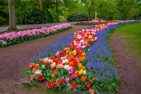 Красочные цветочные дорожки, Keukenhof парк, Лиссе в Голландии — стоковое фото