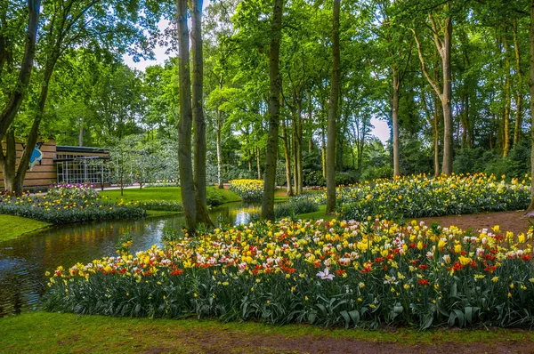 Żółte, różowe i czarne tulipany, w pobliżu rzeki, parku Keukenhof, Lisse w Holandii — Zdjęcie stockowe