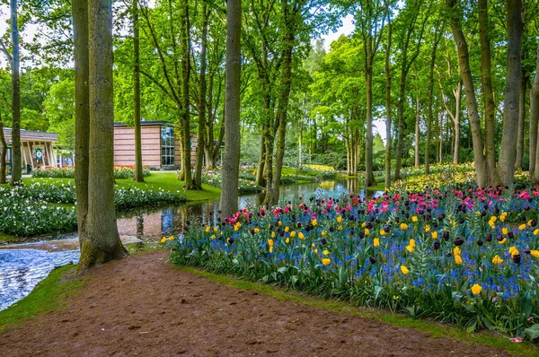Żółte, różowe i czarne tulipany, w pobliżu rzeki, parku Keukenhof, Lisse w Holandii — Zdjęcie stockowe