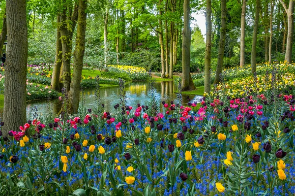 川、キューケンホフ公園、オランダのリッセの近くの黄色、ピンクと黒のチューリップ — ストック写真