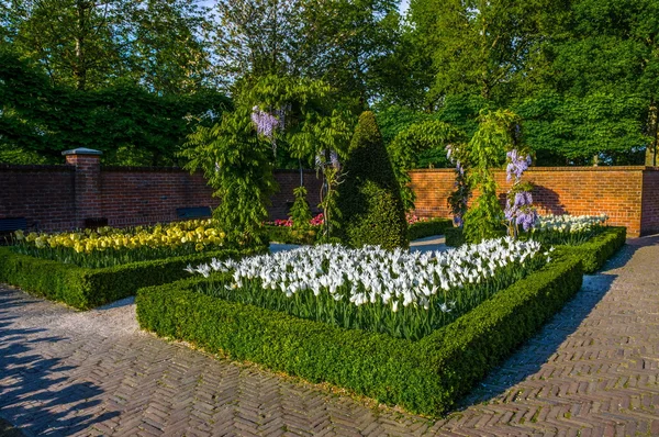 Tulipanes blancos con arbustos, árboles y paredes de ladrillo, Parque Keukenhof, Lisse en Holanda — Foto de Stock