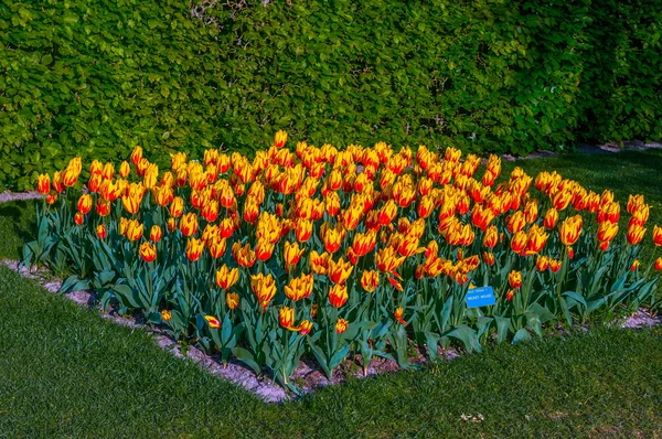 Tulipas amarelas alaranjadas coloridas, Keukenhof Park, Lisse na Holanda — Fotografia de Stock