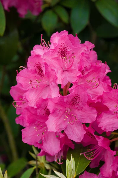 Roze rododendron bloeien — Stockfoto