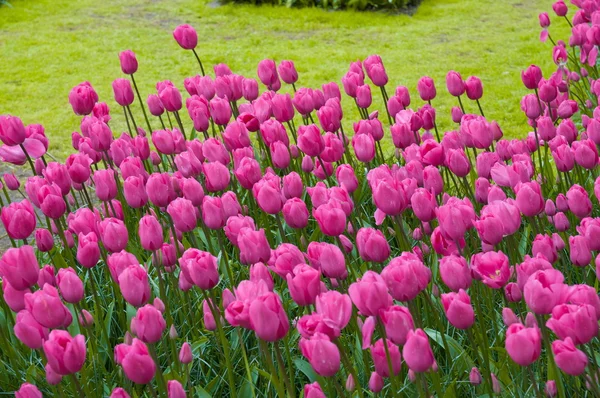 Tulipas cor-de-rosa coloridas, Keukenhof Park, Lisse na Holanda — Fotografia de Stock
