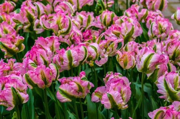 Rosa dubbel tulpaner i makro, Keukenhof parken, Lisse, Nederländerna — Stockfoto