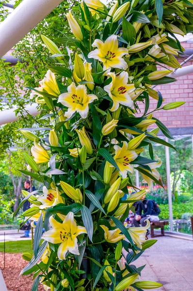 Žlutá bílá lilie, Keukenhof Park, Lisse v Holandsku — Stock fotografie