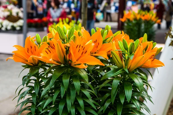 Oranžová krásné lilie, Keukenhof Park, Lisse v Holandsku — Stock fotografie