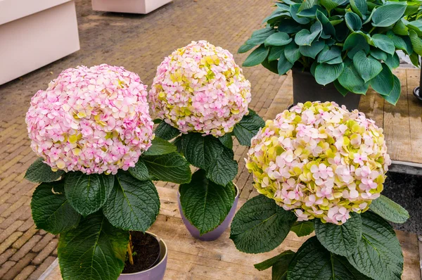 Růžové, bílé a žluté hortenzie hortensia květiny v květináčích, Keukenhof Park, Lisse, Nizozemsko — Stock fotografie