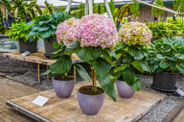 Pink, white and yellow Hydrangea hortensia flowers in pots, Keukenhof Park, Lisse, Holland — Stock Photo, Image