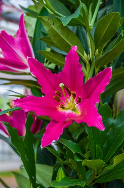 Güzel pembe lily, makro, Keukenhof Park, Lisse, Hollanda — Stok fotoğraf