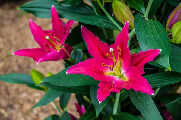 Güzel pembe lily, makro, Keukenhof Park, Lisse, Hollanda — Stok fotoğraf