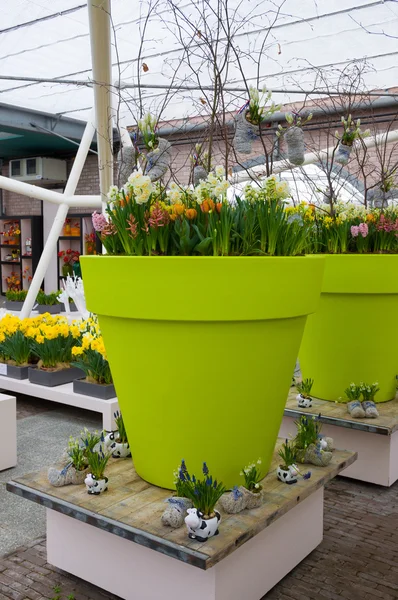 Białe i żółte żonkile, tulipany w zielony garnek, parku Keukenhof, Lisse, Holandia — Zdjęcie stockowe