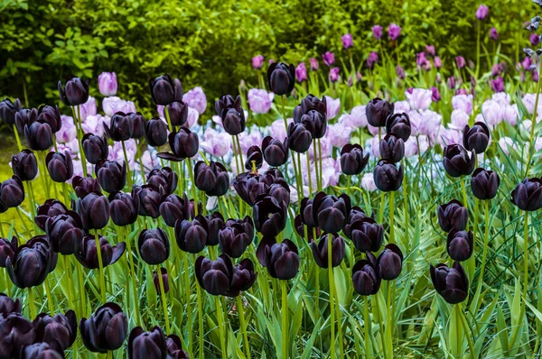 Tulipas violetas pretas, Keukenhof Park, Lisse na Holanda — Fotografia de Stock