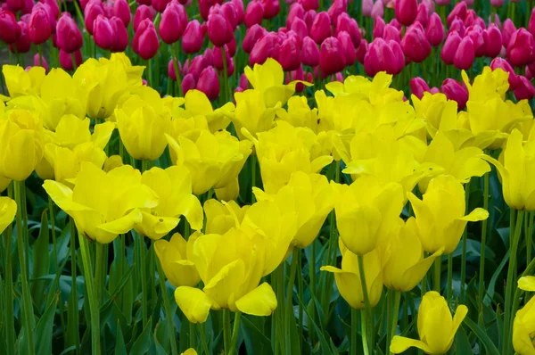 Tulipas amarelas coloridas em macro, Keukenhof Park, Lisse, Holanda — Fotografia de Stock