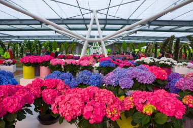 Keukenhof Holland - Mai 2014: Pembe ve eflatun Hydrangea HORTENSIA çiçekler tencere